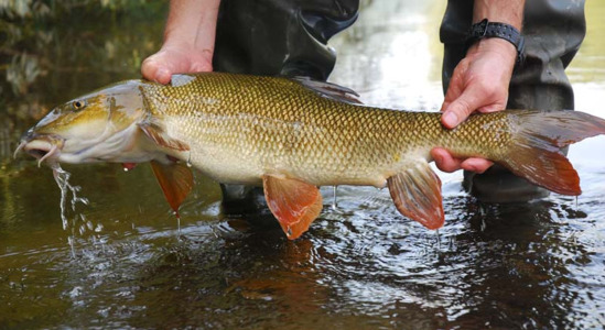 Come pescare il barbo con il feeder?