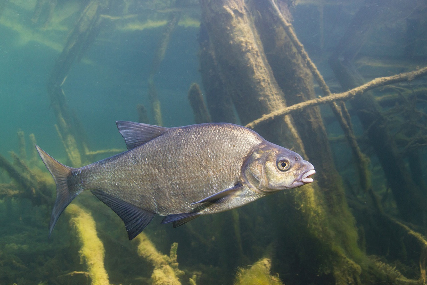 La pesca a terra dell'orata: una guida per i principianti