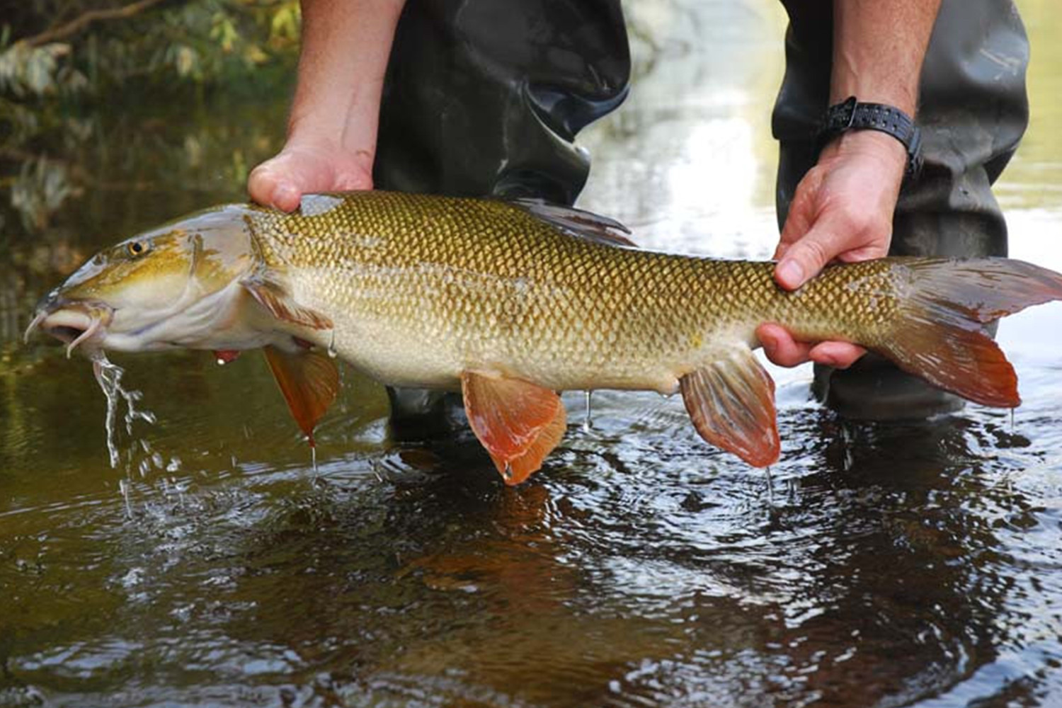 Come pescare il barbo con il feeder?